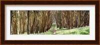 Walkway passing through a forest, The Presidio, San Francisco, California, USA Fine Art Print