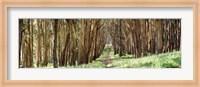 Walkway passing through a forest, The Presidio, San Francisco, California, USA Fine Art Print
