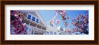 Low angle view of Cherry Blossom flowers in front of buildings, San Francisco, California, USA Fine Art Print