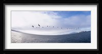 Pelicans flying over the sea, Alcatraz, San Francisco, California, USA Fine Art Print
