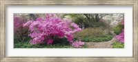 Azalea flowers in a garden, Garden of Eden, Ladew Topiary Gardens, Monkton, Baltimore County, Maryland, USA Fine Art Print