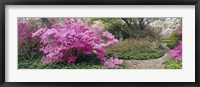 Azalea flowers in a garden, Garden of Eden, Ladew Topiary Gardens, Monkton, Baltimore County, Maryland, USA Fine Art Print