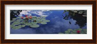 Water lilies in a pond, Denver Botanic Gardens, Denver, Denver County, Colorado, USA Fine Art Print
