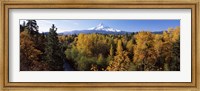 Cottonwood trees in a forest, Mt Hood, Hood River, Mt. Hood National Forest, Oregon, USA Fine Art Print
