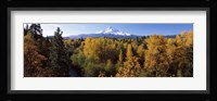 Cottonwood trees in a forest, Mt Hood, Hood River, Mt. Hood National Forest, Oregon, USA Fine Art Print