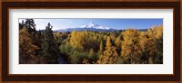 Cottonwood trees in a forest, Mt Hood, Hood River, Mt. Hood National Forest, Oregon, USA Fine Art Print