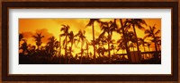 Palm trees on the beach, The Setai Hotel, South Beach, Miami Beach, Florida, USA Fine Art Print