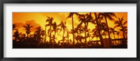 Palm trees on the beach, The Setai Hotel, South Beach, Miami Beach, Florida, USA Fine Art Print