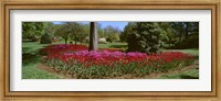 Azalea and Tulip Flowers in a park, Sherwood Gardens, Baltimore, Maryland, USA Fine Art Print