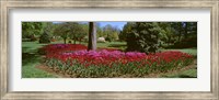 Azalea and Tulip Flowers in a park, Sherwood Gardens, Baltimore, Maryland, USA Fine Art Print