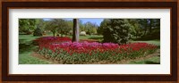 Azalea and Tulip Flowers in a park, Sherwood Gardens, Baltimore, Maryland, USA Fine Art Print