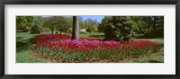 Azalea and Tulip Flowers in a park, Sherwood Gardens, Baltimore, Maryland, USA Fine Art Print