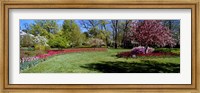 Tulips and cherry trees in a garden, Sherwood Gardens, Baltimore, Maryland, USA Fine Art Print