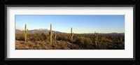 Saguaro cacti in a desert, Four Peaks, Phoenix, Maricopa County, Arizona, USA Fine Art Print