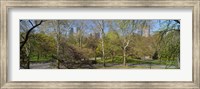 Trees in a park, Central Park West, Central Park, Manhattan, New York City, New York State, USA Fine Art Print