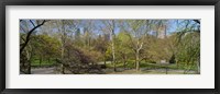 Trees in a park, Central Park West, Central Park, Manhattan, New York City, New York State, USA Fine Art Print