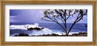 Tree on the coast, Honolulu Nui Bay, Nahiku, Maui, Hawaii, USA Fine Art Print
