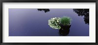 Water lilies with a potted plant in a pond, Olbrich Botanical Gardens, Madison, Wisconsin, USA Fine Art Print