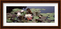 Water lilies in a pond, Olbrich Botanical Gardens, Madison, Wisconsin Fine Art Print