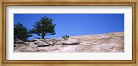 Trees on a mountain, Stone Mountain, Atlanta, Fulton County, Georgia Fine Art Print