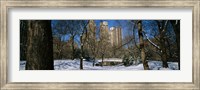 Bare trees with buildings in the background, Central Park, Manhattan, New York City, New York State, USA Fine Art Print