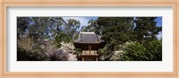 Cherry Blossom trees in a garden, Japanese Tea Garden, Golden Gate Park, San Francisco, California, USA Fine Art Print
