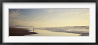 Flock of seagulls flying above a woman on the beach, San Francisco, California, USA Fine Art Print