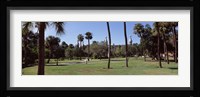 Trees in a campus, University Of Tampa, Florida Fine Art Print
