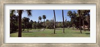 Trees in a campus, University Of Tampa, Florida Fine Art Print