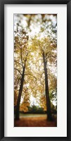 Autumn trees in a park, Volunteer Park, Capitol Hill, Seattle, King County, Washington State, USA Fine Art Print