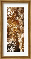 Low angle view of autumn trees, Volunteer Park, Capitol Hill, Seattle, King County, Washington State, USA Fine Art Print