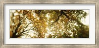 Autumn Trees in Volunteer Park, Seattle, Washington Fine Art Print