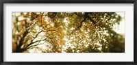 Autumn Trees in Volunteer Park, Seattle, Washington Fine Art Print