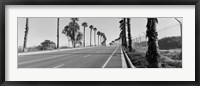 Palm trees along a road, San Diego, California, USA Fine Art Print