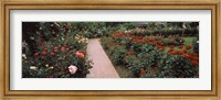 International Rose Test Garden, Washington Park, Portland, Oregon Fine Art Print