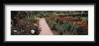 International Rose Test Garden, Washington Park, Portland, Oregon Fine Art Print