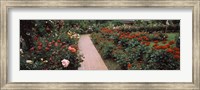 International Rose Test Garden, Washington Park, Portland, Oregon Fine Art Print