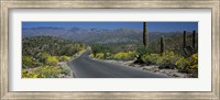 Greenery in Saguaro National Park, Arizona Fine Art Print
