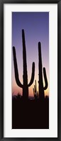 Saguaro cacti, Saguaro National Park, Tucson, Arizona, USA Fine Art Print