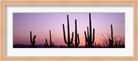 Landscape of Saguaro National Park, Tucson, Arizona Fine Art Print