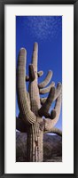 Close up of Saguaro cactus, Saguaro National Park, Tucson, Arizona Fine Art Print