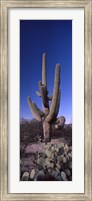 Low angle view of a Saguaro cactus, Saguaro National Park, Tucson, Arizona Fine Art Print