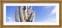 Low angle view of a Saguaro cactus(Carnegiea gigantea), Saguaro National Park, Tucson, Pima County, Arizona, USA Fine Art Print