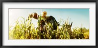 Scarecrow in a corn field, Queens County Farm, Queens, New York City, New York State, USA Fine Art Print