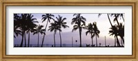 Palm trees on the beach, Waikiki, Honolulu, Oahu, Hawaii (black and white) Fine Art Print