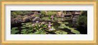 Lotus blossoms, Japanese Garden, University of California, Los Angeles, California Fine Art Print