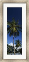 USA, US Virgin Islands, Saint Thomas Fine Art Print