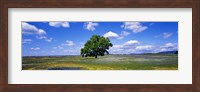 Single Tree In Field Of Wildflowers, Table Mountain, Oroville, California, USA Fine Art Print