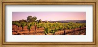 Sattui Winery, Napa Valley, California, USA Fine Art Print
