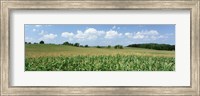 Corn Crop In A Field, Wyoming County, New York State, USA Fine Art Print